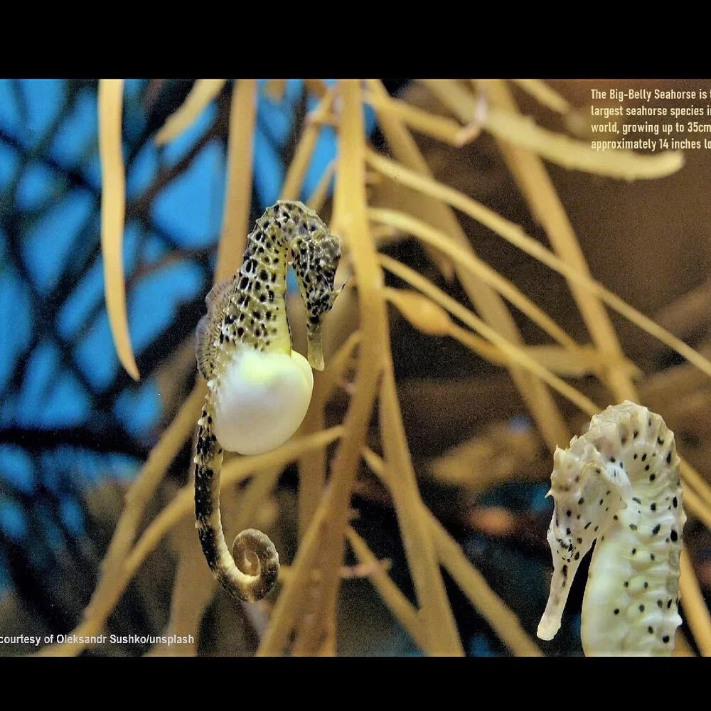 2027 Seahorse Calendar Ocean Marine Life Photography Coastal Decor Wall Calendar